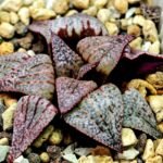 Haworthia Unknown Picta K122 - 3