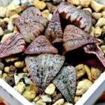 Haworthia Unknown Picta K122 - 4