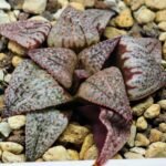 Haworthia Unknown Picta K122 - 5