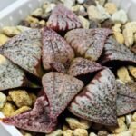 Haworthia Unknown Picta K122 - 6