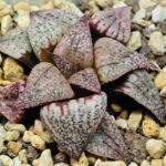 Haworthia Unknown Picta K122 - 7