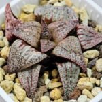 Haworthia Unknown Picta K122 - 8