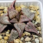 Haworthia Unknown Picta K122 - 9