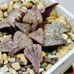 Haworthia Unknown Picta K122 - 10