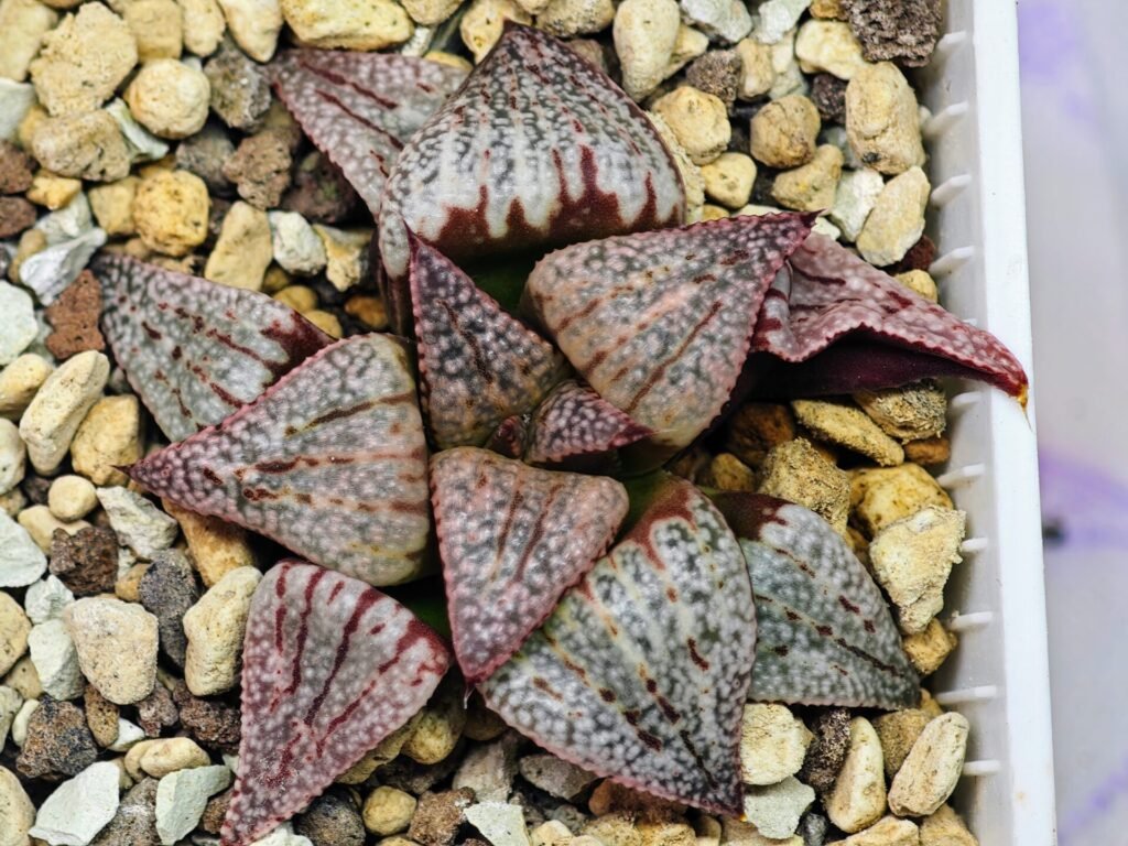 Haworthia Unknown Picta K122 - 1