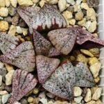 Haworthia Unknown Picta K122 - 1