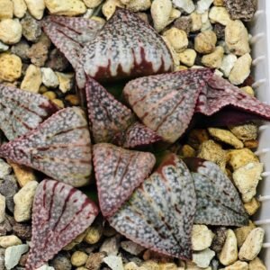 Haworthia Unknown Picta K122 - 1