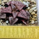 Haworthia Unknown Picta K120 - 2