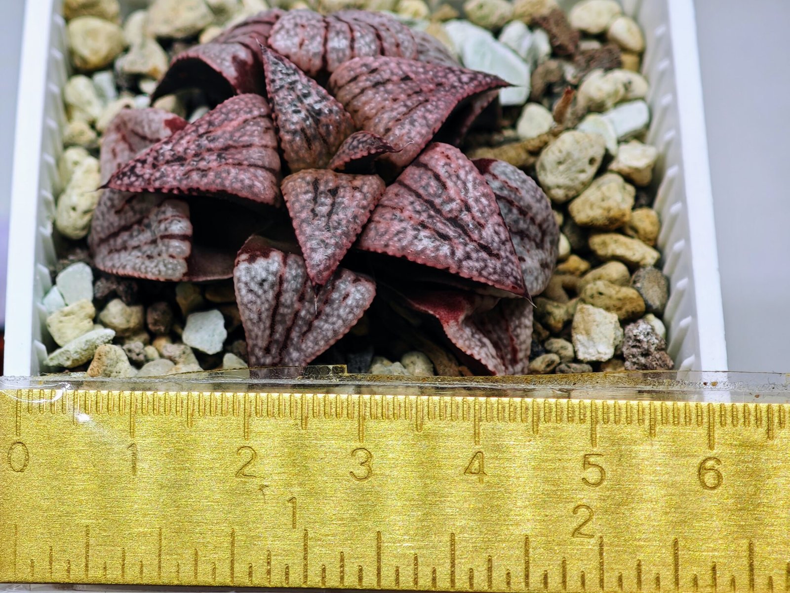 Haworthia Unknown Picta K120 - 2