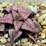 Haworthia Unknown Picta K120 - 3