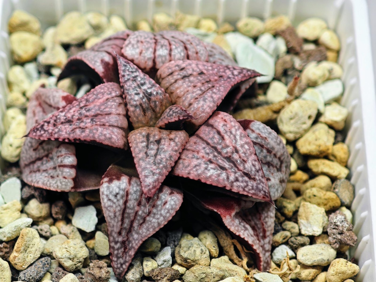 Haworthia Unknown Picta K120 - 3