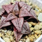 Haworthia Unknown Picta K120 - 4
