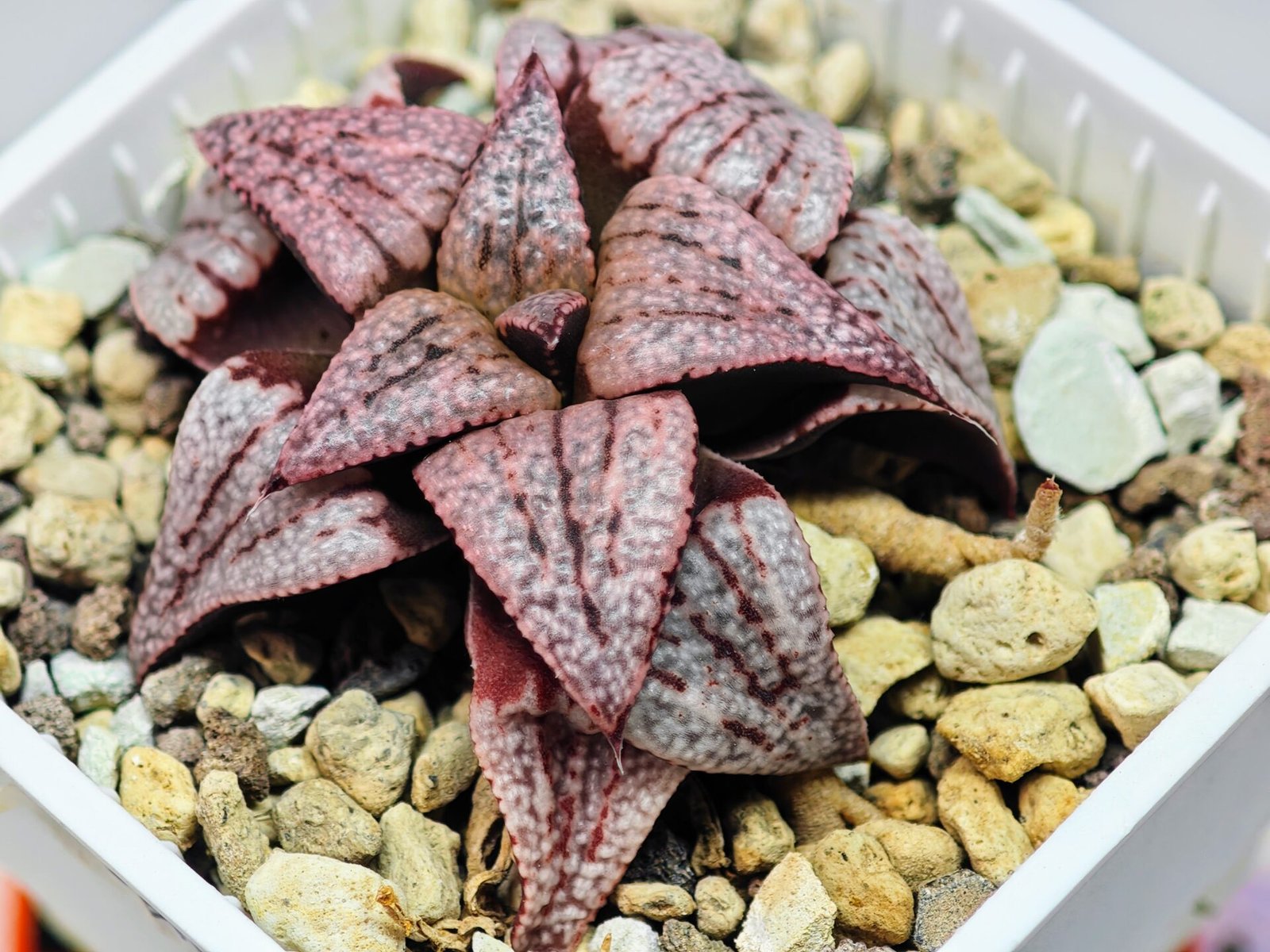 Haworthia Unknown Picta K120 - 4