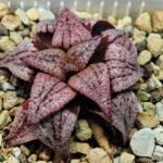 Haworthia Unknown Picta K120 - 5
