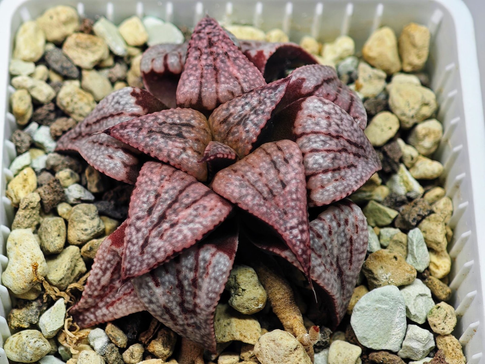 Haworthia Unknown Picta K120 - 5