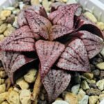 Haworthia Unknown Picta K120 - 6