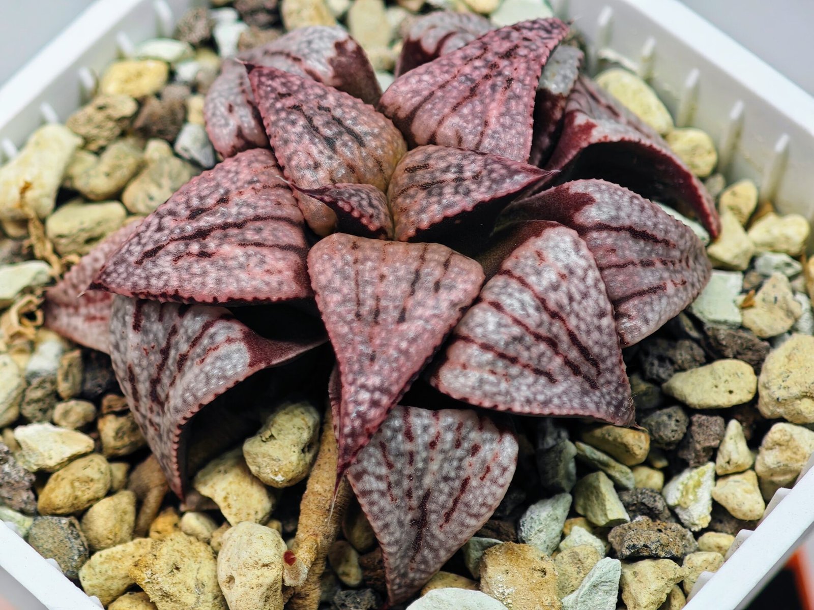 Haworthia Unknown Picta K120 - 6