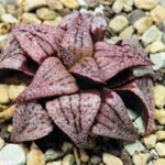 Haworthia Unknown Picta K120 - 7