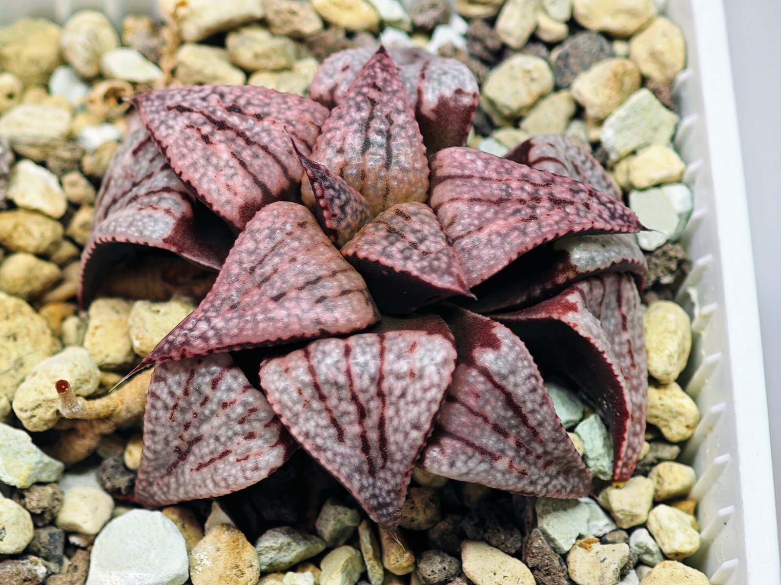 Haworthia Unknown Picta K120 - 7