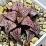 Haworthia Unknown Picta K120 - 8