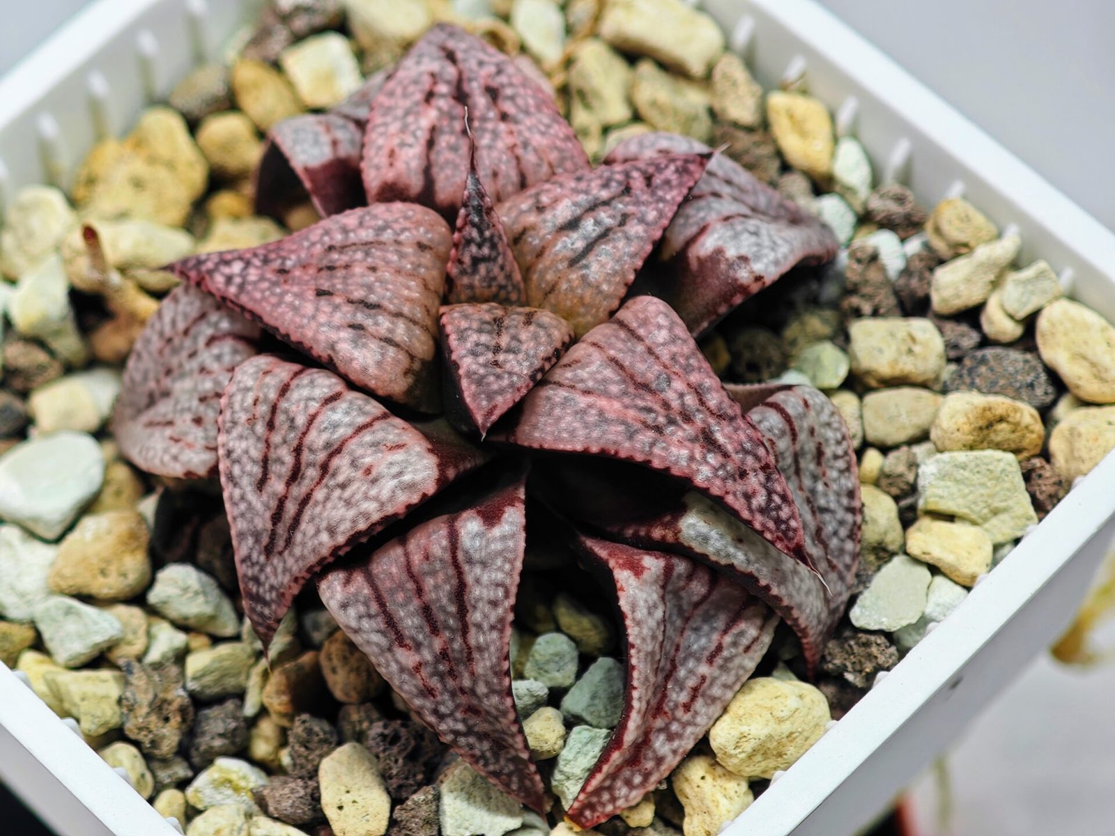Haworthia Unknown Picta K120 - 8