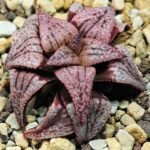 Haworthia Unknown Picta K120 - 9