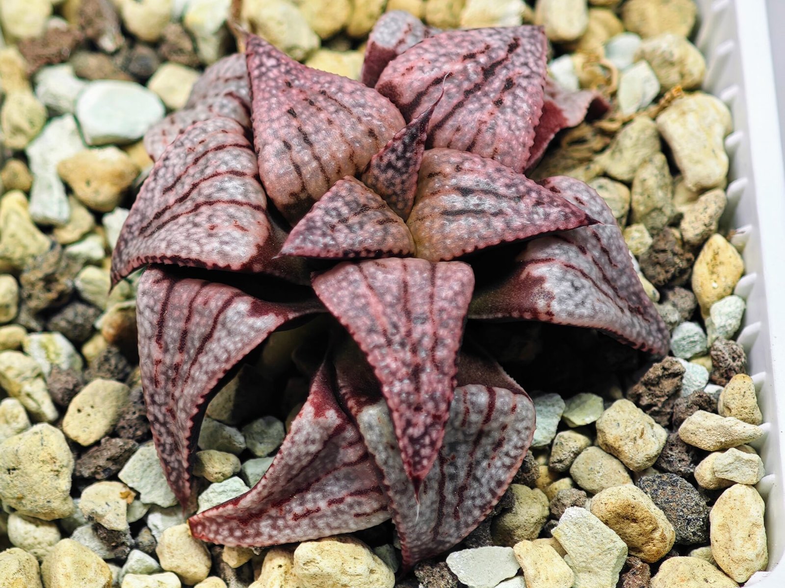Haworthia Unknown Picta K120 - 9