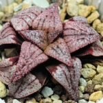 Haworthia Unknown Picta K120 - 10