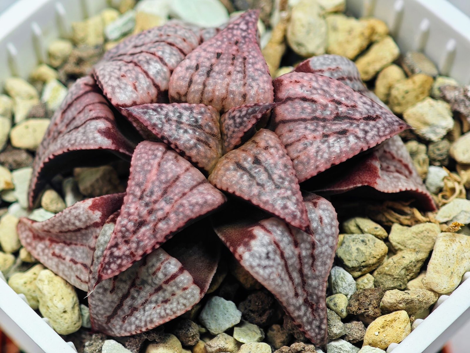 Haworthia Unknown Picta K120 - 10