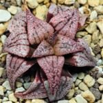 Haworthia Unknown Picta K120 - 1