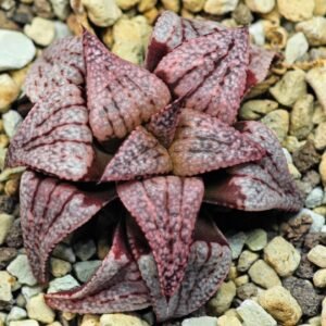 Haworthia Unknown Picta K120 - 1