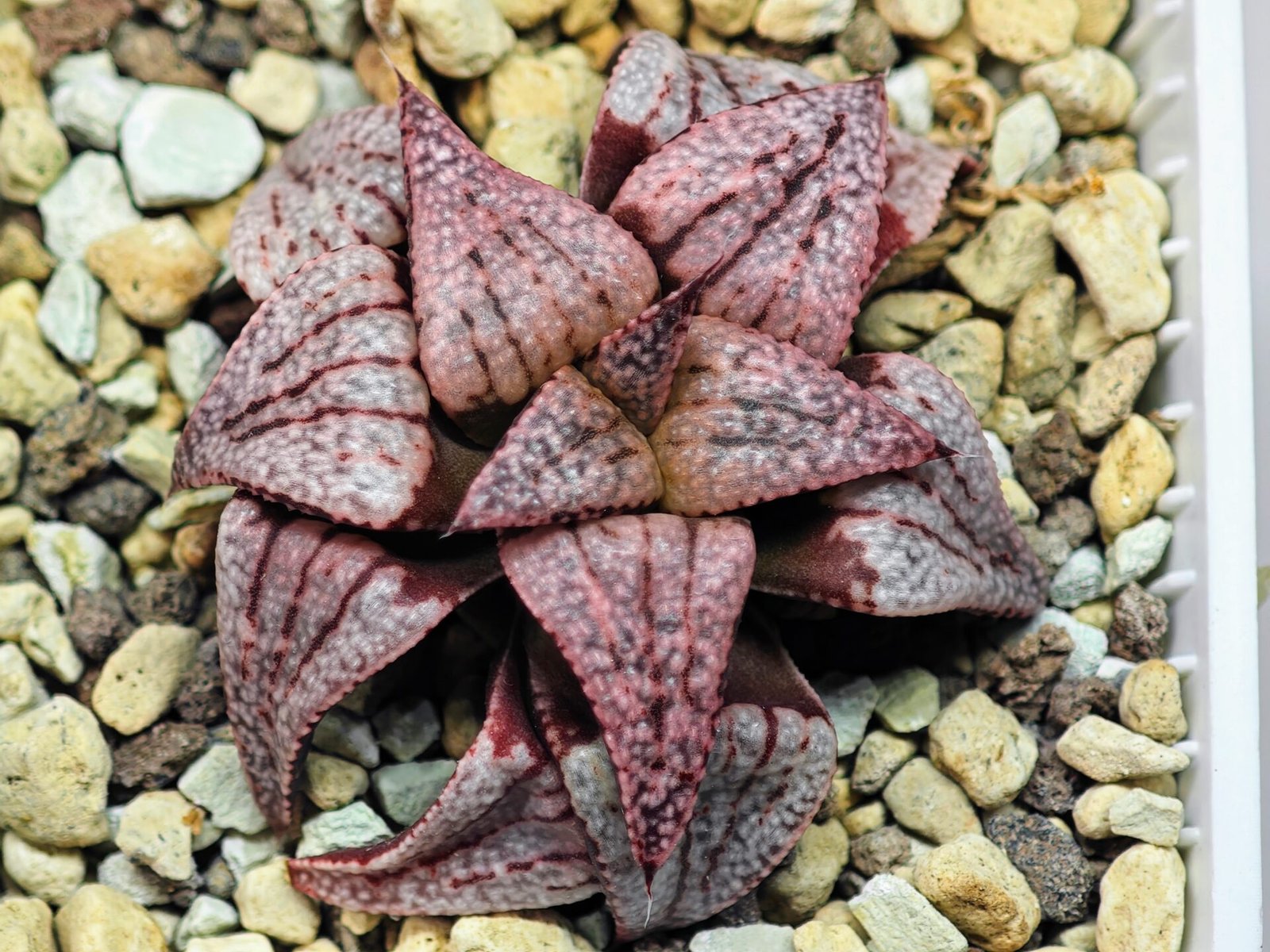 Haworthia Unknown Picta K120 - 1