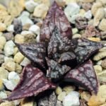 Haworthia Unknown Splendens K002 - 1