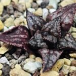 Haworthia Unknown Splendens K002 - 2