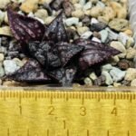 Haworthia Unknown Splendens K002 - 3
