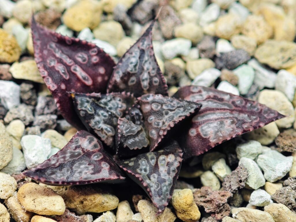 Haworthia Unknown Splendens K002 - 4