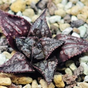 Haworthia Unknown Splendens K002 - 4