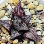 Haworthia Unknown Splendens K002 - 5