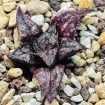 Haworthia Unknown Splendens K002 - 6