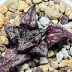 Haworthia Unknown Splendens K002 - 7