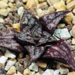Haworthia Unknown Splendens K002 - 8