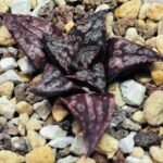 Haworthia Unknown Splendens K002 - 9