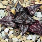 Haworthia Unknown Splendens K002 - 10