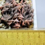 Haworthia Unknown cooperi var. leightonii K131 - 11