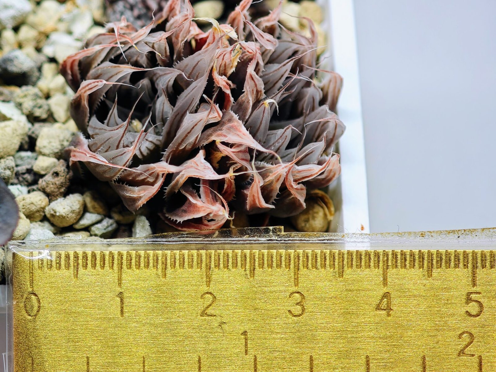 Haworthia Unknown cooperi var. leightonii K131 - 11