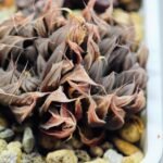 Haworthia Unknown cooperi var. leightonii K131 - 13