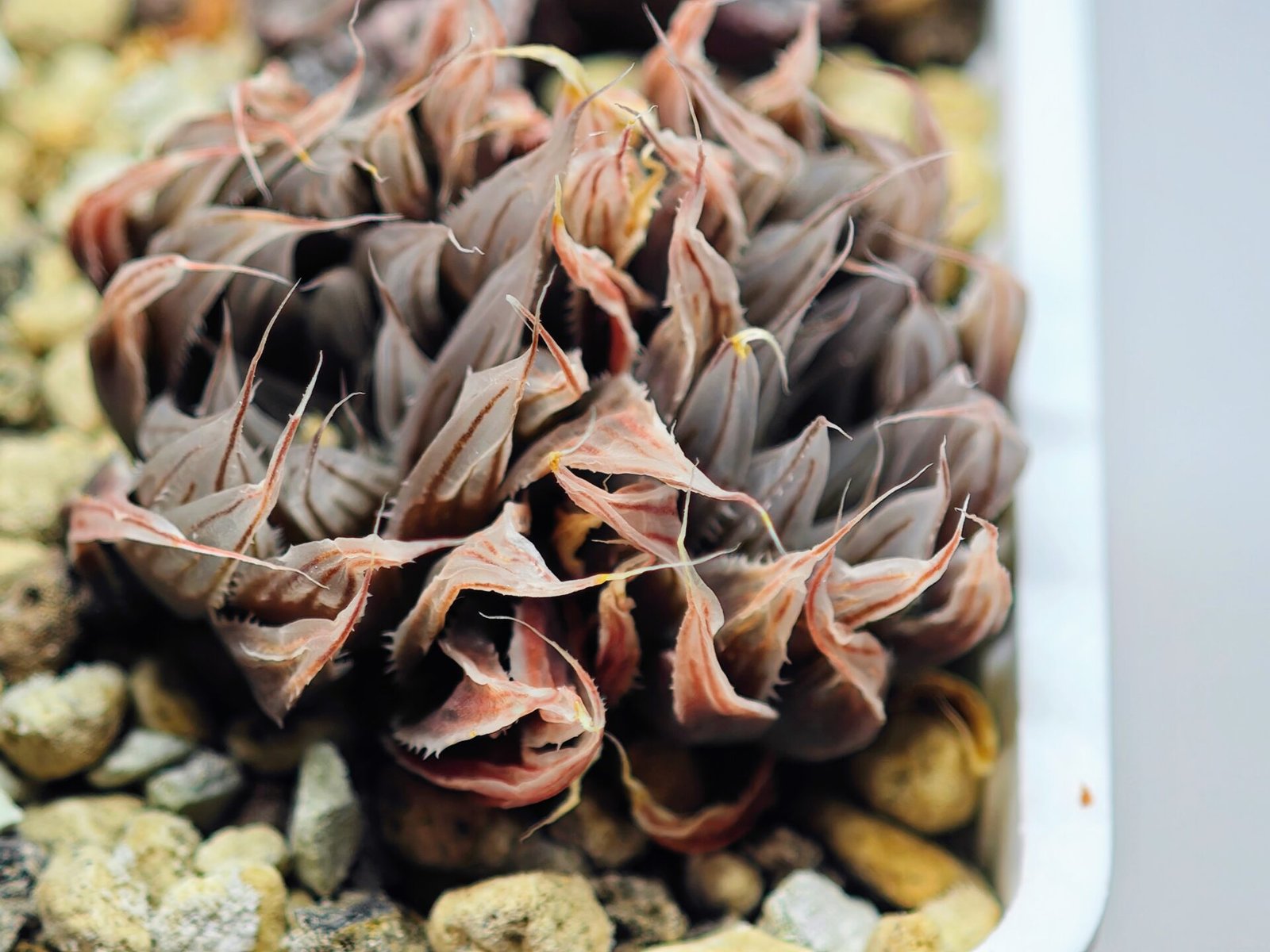 Haworthia Unknown cooperi var. leightonii K131 - 13