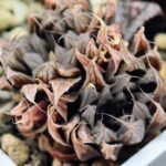 Haworthia Unknown cooperi var. leightonii K131 - 14