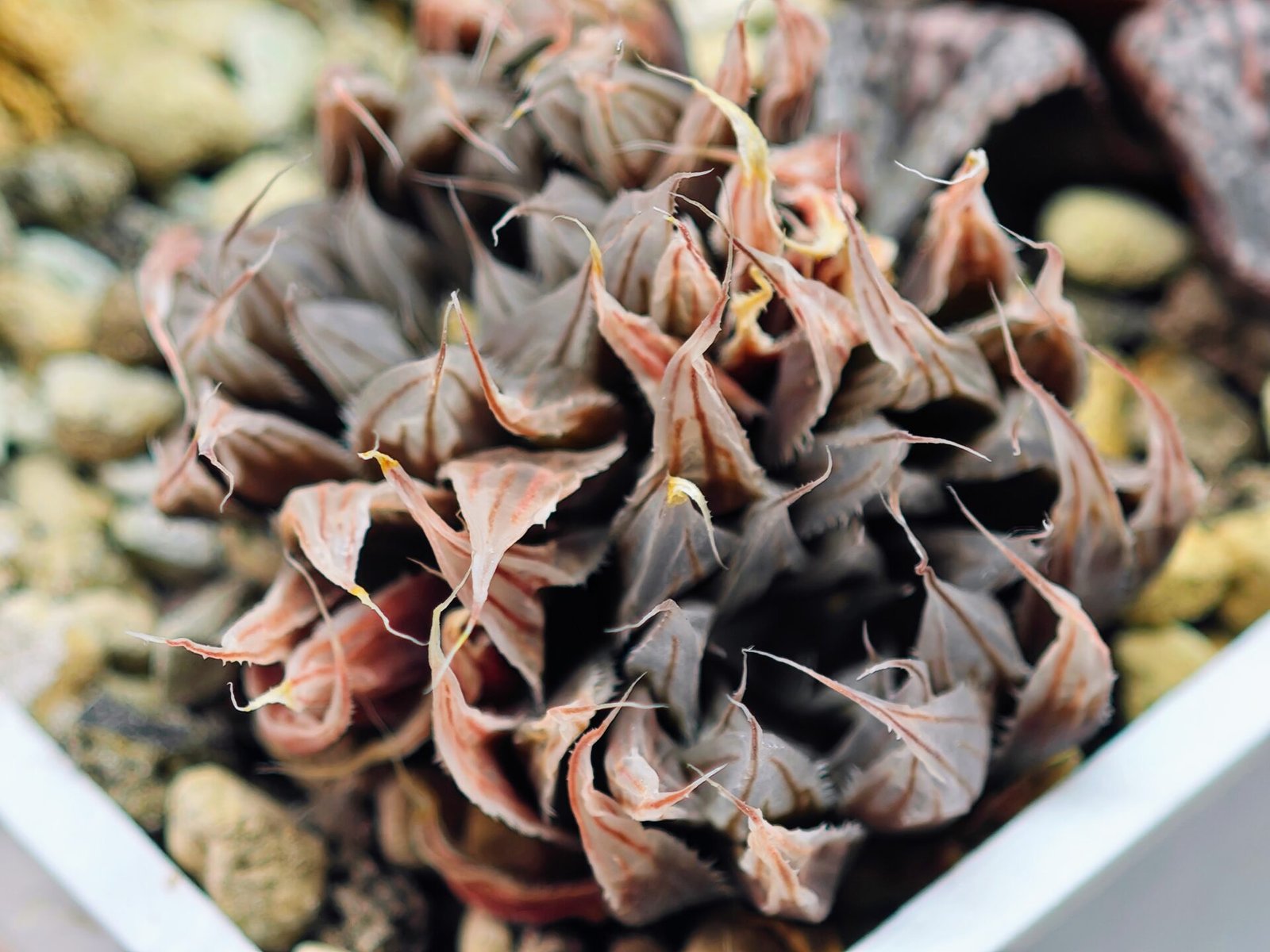 Haworthia Unknown cooperi var. leightonii K131 - 14