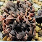 Haworthia Unknown cooperi var. leightonii K131 - 15